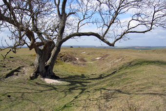 Figsbury Ring (Ancient Village / Settlement / Misc. Earthwork) by Zeb