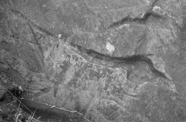 Stronach Wood (Cup and Ring Marks / Rock Art) by Howburn Digger