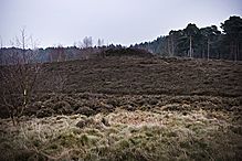 <b>Iping Common</b>Posted by A R Cane