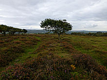 <b>Roborough Beacon</b>Posted by thesweetcheat