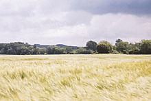 <b>Sutton Veny Barrows</b>Posted by Rhiannon