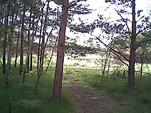 <b>Horsell Common</b>Posted by elmcloud