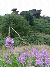 <b>Brimham Rocks</b>Posted by Jane
