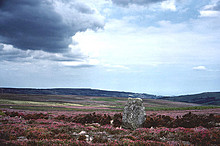 <b>Murk Mire Moor</b>Posted by hotaire