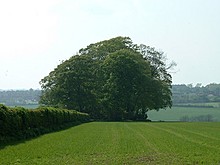 <b>Hoe Hill Long Barrow</b>Posted by Chris Collyer