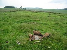 <b>Howden Hill (Northumberland)</b>Posted by rockandy