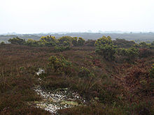 <b>Setley Plain</b>Posted by formicaant