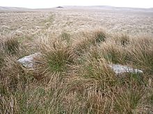 <b>Stall Moor Stone Row</b>Posted by Billy Fear