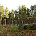 <b>Cothiemuir Wood</b>Posted by thelonious