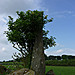 <b>Tyddyn Bach Standing Stone</b>Posted by thesweetcheat