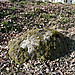 <b>Kinnerton Court Stone II</b>Posted by thesweetcheat