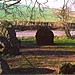 <b>The Nine Stones of Winterbourne Abbas</b>Posted by jimit