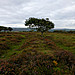 <b>Roborough Beacon</b>Posted by thesweetcheat