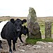 <b>Piles Hill longstone</b>Posted by Meic
