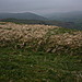 <b>White Hill</b>Posted by GLADMAN