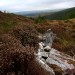 <b>Creag An Fhithich, Dounie Wood</b>Posted by GLADMAN