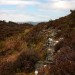 <b>Creag An Fhithich, Dounie Wood</b>Posted by GLADMAN