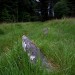 <b>Fernworthy stone row (North)</b>Posted by GLADMAN