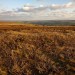 <b>Lealholm Moor</b>Posted by spencer