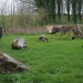 <b>The Nine Stones of Winterbourne Abbas</b>Posted by postman