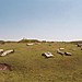 <b>Arbor Low</b>Posted by Moth