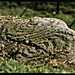 <b>Drumtroddan Carved Rocks</b>Posted by greywether