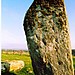 <b>Drumtroddan Standing Stones</b>Posted by follow that cow