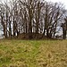 <b>Culliford Tree Barrow</b>Posted by formicaant
