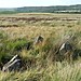<b>Gibbet Moor North</b>Posted by Chris Collyer