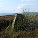 <b>Gibbet Moor Standing Stones</b>Posted by Chris Collyer