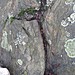 <b>Faie's Menhirs and cupmarked stone(Faires Menhirs)</b>Posted by Ligurian Tommy Leggy