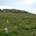 <b>White Tor Stone Row</b>Posted by Mr Hamhead