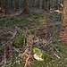 <b>Dalreoch Wood</b>Posted by strathspey