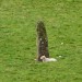 <b>Bwlch Standing Stone</b>Posted by thesweetcheat