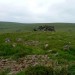 <b>Burford Down cairn and cist</b>Posted by thesweetcheat