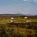 <b>Machrie Moor</b>Posted by GLADMAN