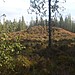 <b>Lamington Park Long Cairn</b>Posted by strathspey