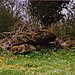 <b>Coity Chambered Tomb</b>Posted by GLADMAN