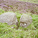 <b>Sheriffmuir Stone Row</b>Posted by hamish