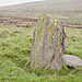 <b>Sheriffmuir Stone Row</b>Posted by hamish