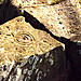 <b>Drumtroddan Carved Rocks</b>Posted by rockartuk